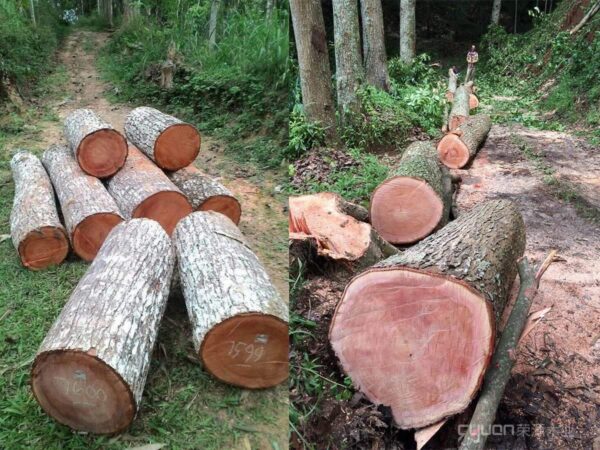Buy wenge wood logs for sale
