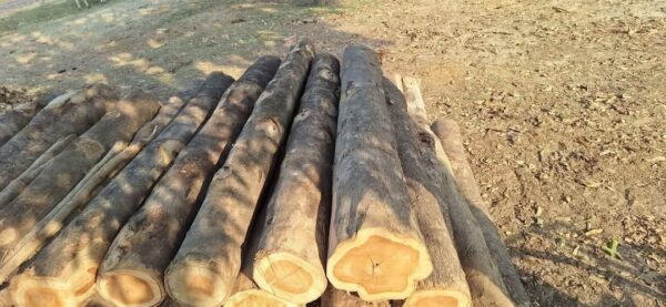 Buy western red cedar logs for sale online