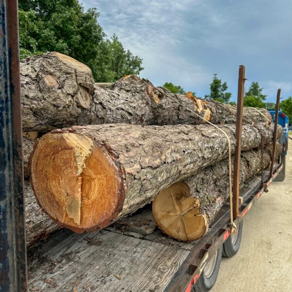 Logs for Stave wood for sale online