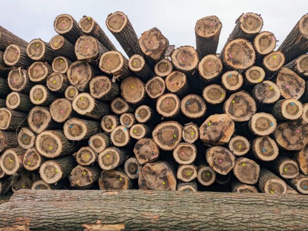 Peeling Logs wood timber