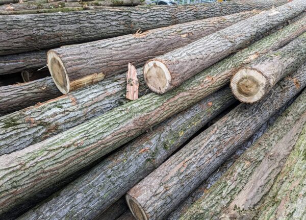 Peeling Logs wood timber for sale