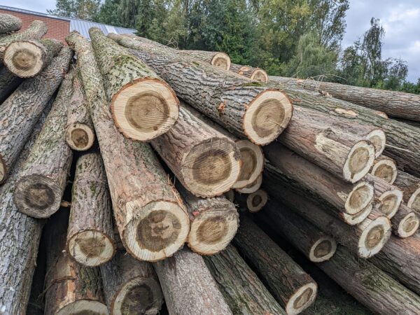 Peeling Logs wood timber for sale online