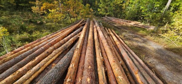 Buy Pine timber wood Logs for sale online