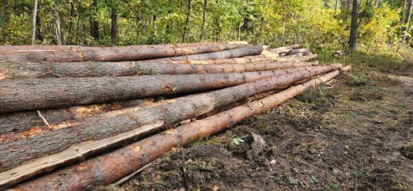 Buy Pine timber wood Logs for sale online