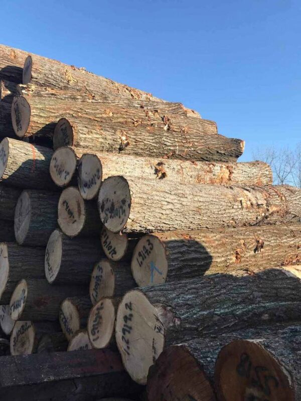 Radiata Pine timber wood logs