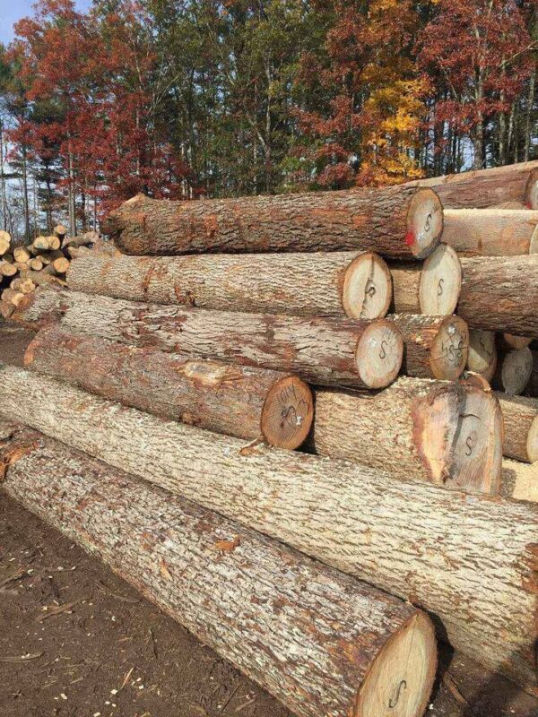 Buy Radiata Pine timber wood logs online