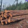 Scots pine Logs
