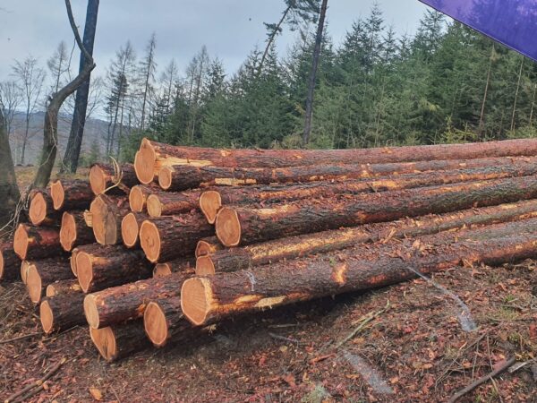 Scots pine Logs