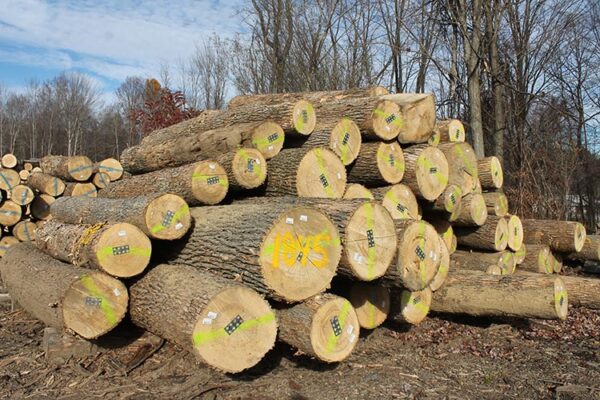 Veneer wood Logs online
