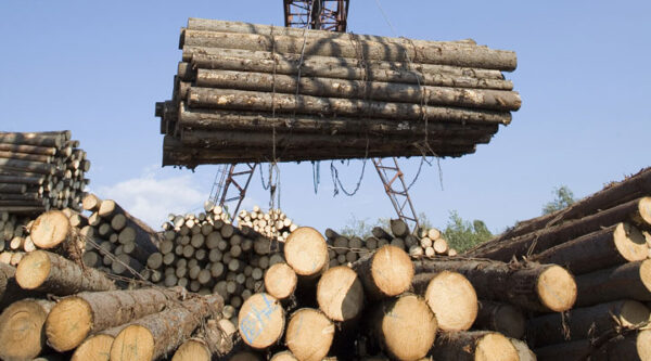 Buy ipe wood logs for sale