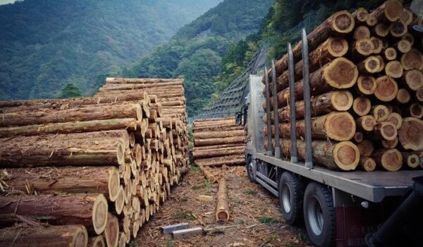 Buy ipe wood logs for sale