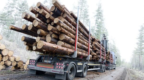 Buy ipe wood logs for sale