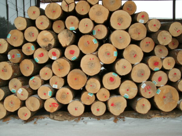 maple wood logs Online