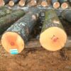 maple wood logs Online