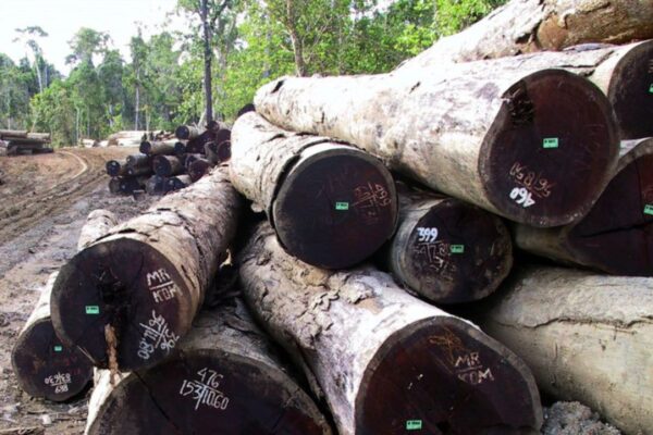 merbau wood logs for sale