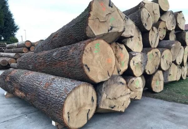 oak wood logs