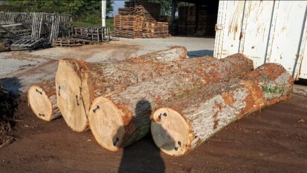 oak wood logs for sale