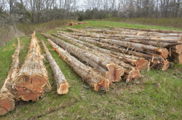 red cedar wood logs online