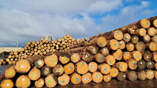 tamarack wood logs