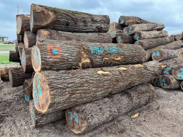 walnut wood logs