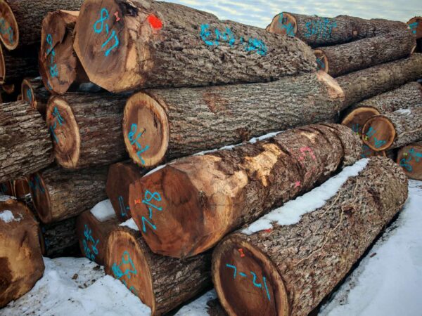 walnut wood logs online