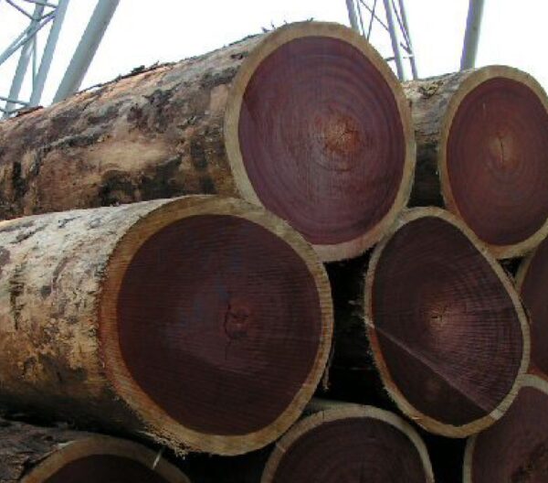 wenge wood logs online