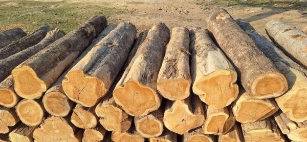western red cedar logs for sale