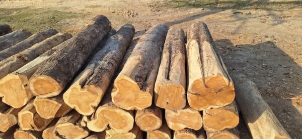 western red cedar logs for sale online